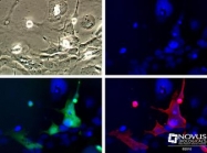 NB600-310 - GFP